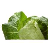 Spitzkohl, frisch