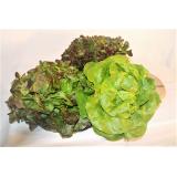 Kopfsalat