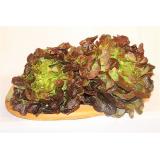 Salat, Eichblatt, frisch