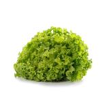 Salat, Batavia, frisch