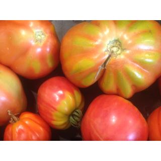 Tomaten, Ochsenh. eig.