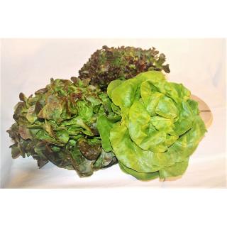 Salat, Kopf, frisch