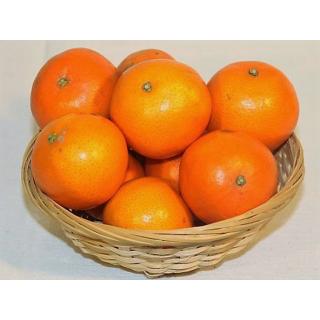 Mandarinen, frisch