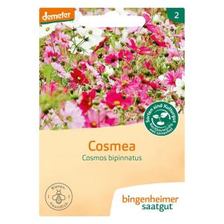 Cosmea