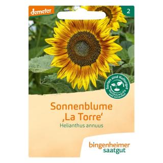 Sonnenblume