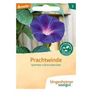 Prachtwinde