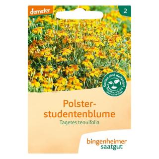 Polsterstudentenblume