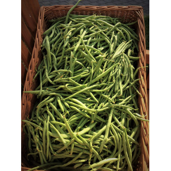 Stangenbohnen, eigen