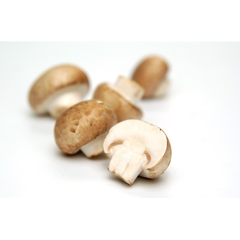 Champignon, frisch