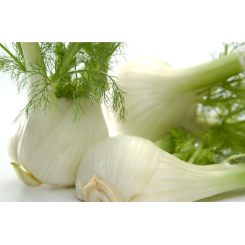 Fenchel, frisch