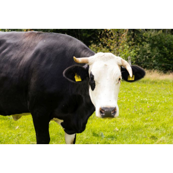 Kuhpatenschaft Clementine