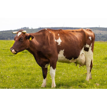 Kuhpatenschaft Dominika