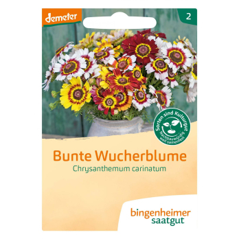 Bunte Wucherblume