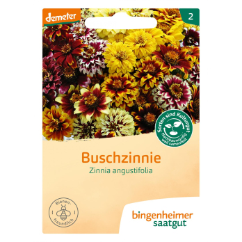 Buschzinnie