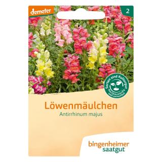 Löwenmäulchen
