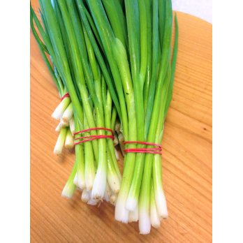 Lauchzwiebeln, frisch
