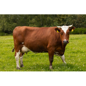 Kuhpatenschaft Lilli