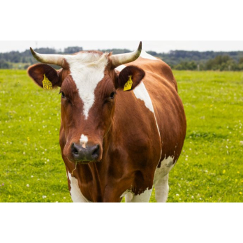Kuhpatenschaft Frederike