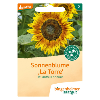 Sonnenblume