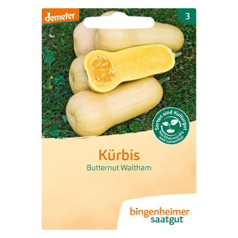 Kürbis Butternut Waltham