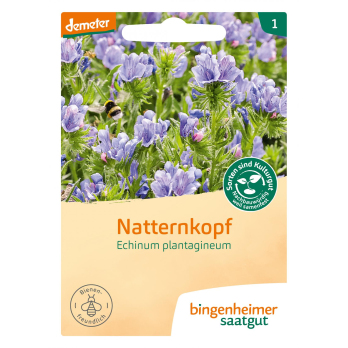 Natternkopf Blume einjährig